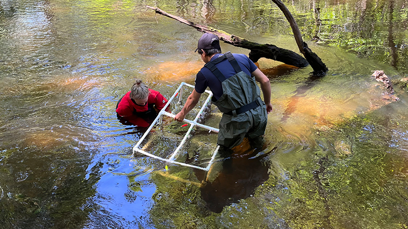 Anne Gilewski ’23 M.S. and Saurav Shrestha ’23 M.S. deploy a culturing cage in the Quinnipiac River in Cheshire, Conn.