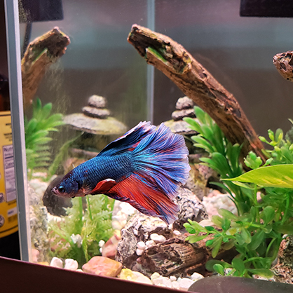 Beatrice Glaviano’s new fish, Atlas.