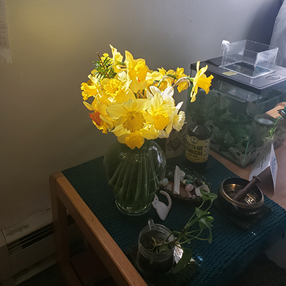 Beatrice Glaviano’s daffodils. 