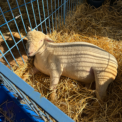 Important life lesson: Take breaks, pet sheep