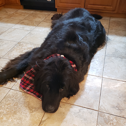 Beatrice Glaviano’s aunt and uncle’s dog Teddy.